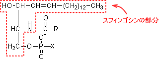 リン脂質
