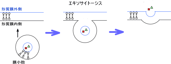エキソサイトーシスとエンドサイトーシス