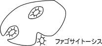 ファゴサイトーシス