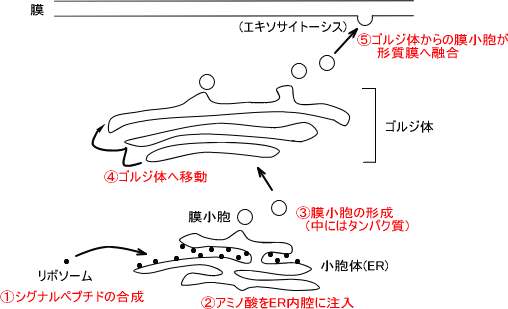 小胞体輸送