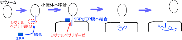 シグナル認識