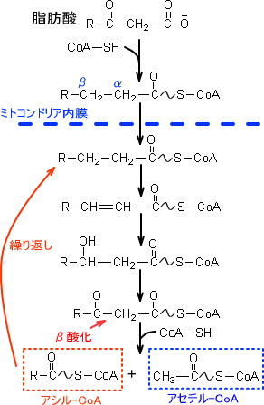 脂肪酸の酸化