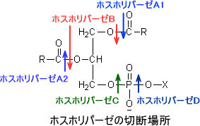 リン脂質の代謝