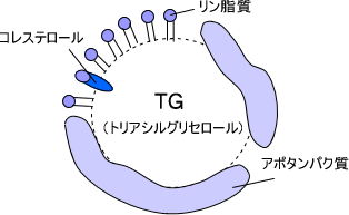 リポタンパク