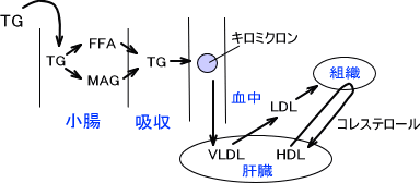 リポタンパク質の挙動