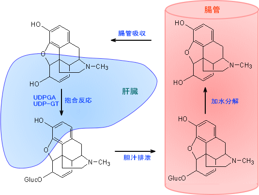 腸肝循環