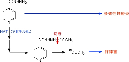イソニアジド(抗結核薬)の副作用発現機序