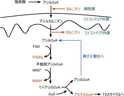 β酸化