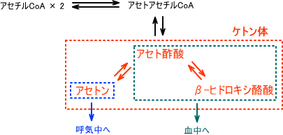 ケトン体