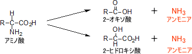 脱アミノ反応