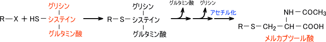 グルタチオン抱合