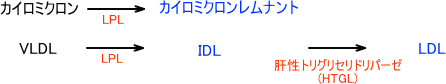 カイロミクロンレムナント、IDL、LDLの生成