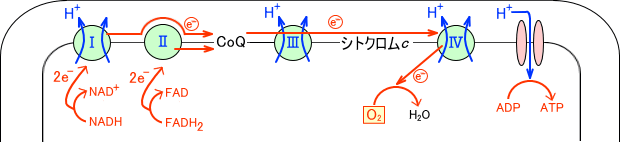 電子伝達系における電子の動き