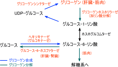 グリコーゲン代謝