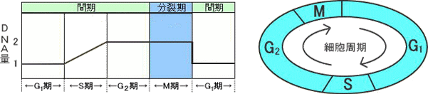 細胞周期
