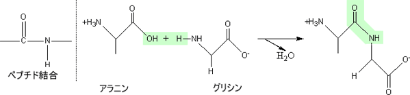 ペプチド