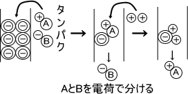 イオン交換クロマトグラフィー