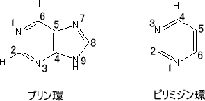 塩基の種類