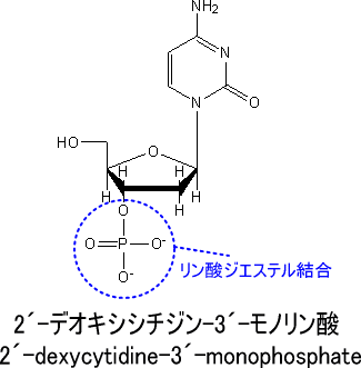 ヌクレオチドの構造