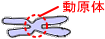 動原体