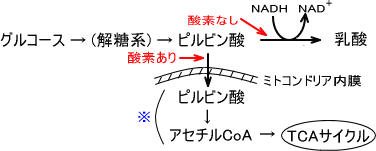 ピルビン酸の行方