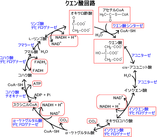 クエン酸回路
