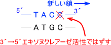 エキソヌクレアーゼ活性
