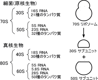 rRNA