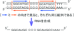 パリンドローム配列