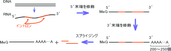 スプライシング