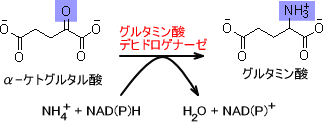 グルタミン酸デヒドロゲナーゼ