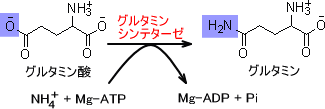 グルタミンシンテターゼ