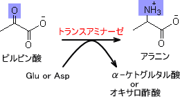 トランスアミナーゼ