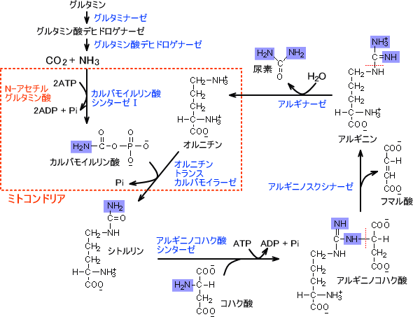 尿素回路