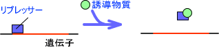 転写制御