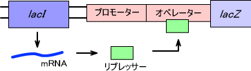 ラクトースオペロン