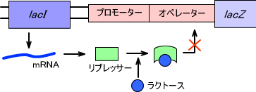ラクトースオペロン