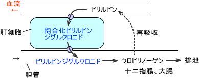 腸管ウロビリノーゲン回路