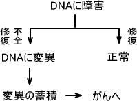 がんの発生