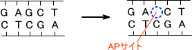 APサイト