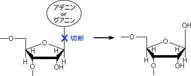 APサイトの生成