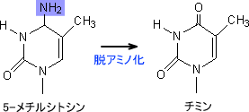 脱アミノ化