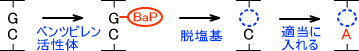 APサイトの生成