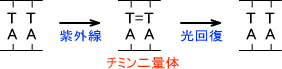 光回復
