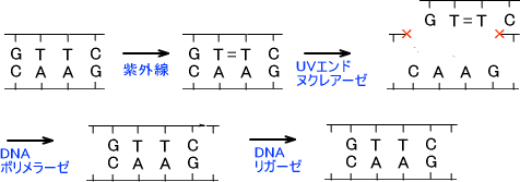 ヌクレオチド除去修復