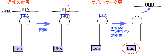 サプレッサー変異