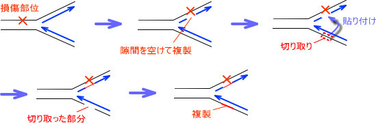 組み換え修復