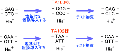 TA100株、TA102株