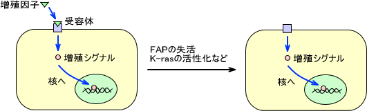 増殖シグナルの過程