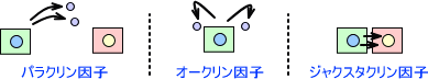 増殖因子の種類